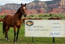 Stranded Utah Horse Thrilled to Be Rescued, Slightly Annoyed About Lack of Giant Check Solo the horse, winner of Survivor: Horse Island