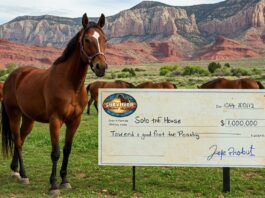 Solo the horse, winner of Survivor: Horse Island